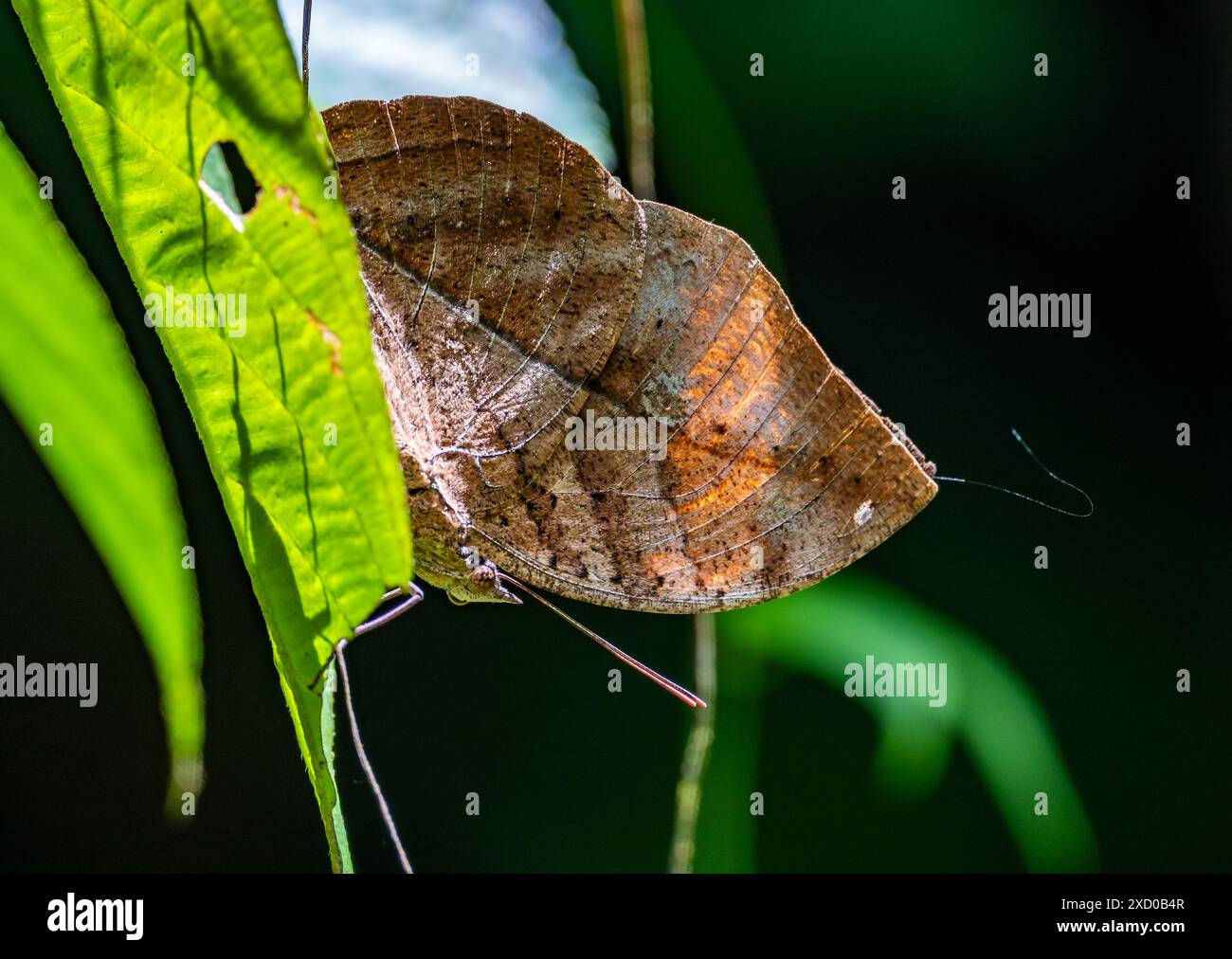 Una farfalla di foglia di quercia arancione (Kallima inachus) imita una foglia morta. Sarawak, Borneo, Malesia. Foto Stock