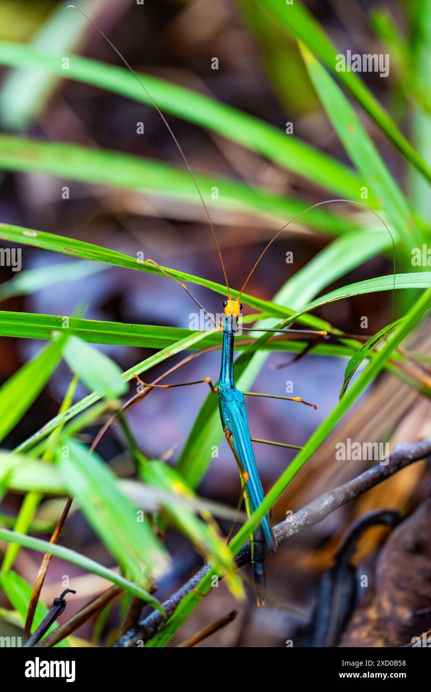 Un insetto bastone verde brillante (Orthonecroscia sp.) nella foresta. Sarawak, Borneo, Malesia. Foto Stock