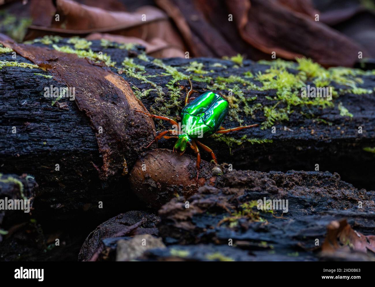 Uno scintillante scarabeo verde (Chalcothea resplendens) nella foresta pluviale. Sabah, Borneo, Malesia. Foto Stock