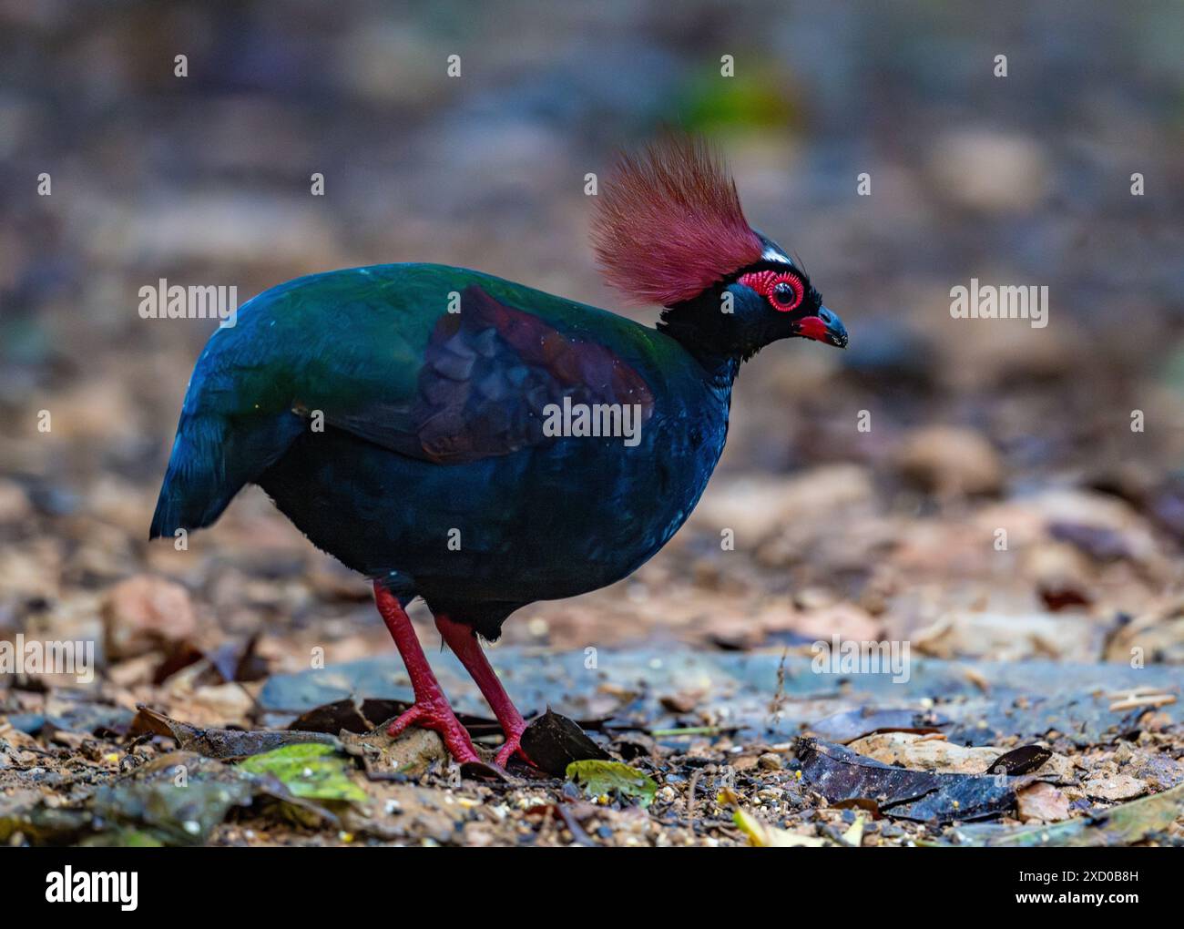 Uno strano Partridge creste (Rollulus rouloul) che si sta foraggiando nella foresta. Borneo, Malesia. Foto Stock