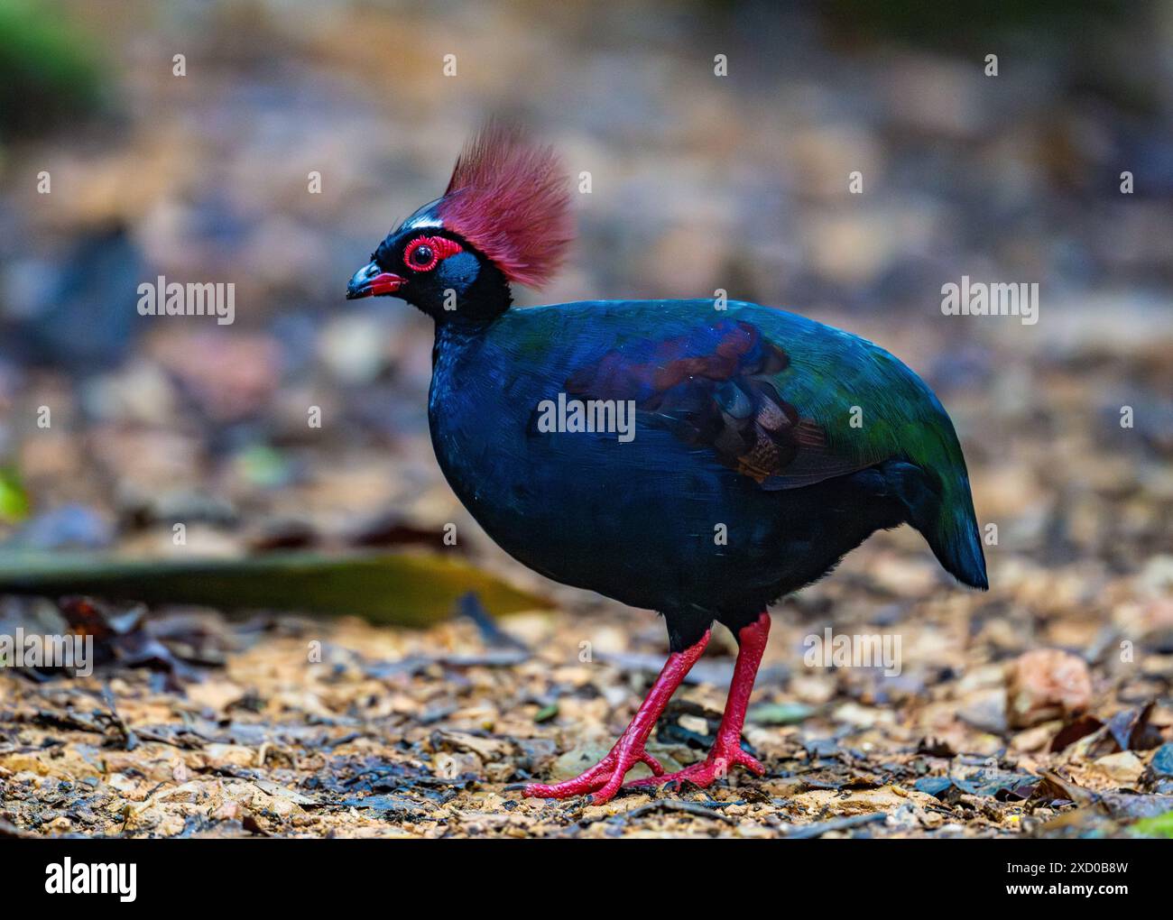 Uno strano Partridge creste (Rollulus rouloul) che si sta foraggiando nella foresta. Borneo, Malesia. Foto Stock