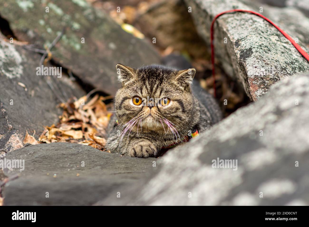 Un dolce marrone tabby esotica razza shorthair di gatti seduti su una pietra grigia n ha paura di viaggiare all'aperto e si guarda intorno con paura Foto Stock