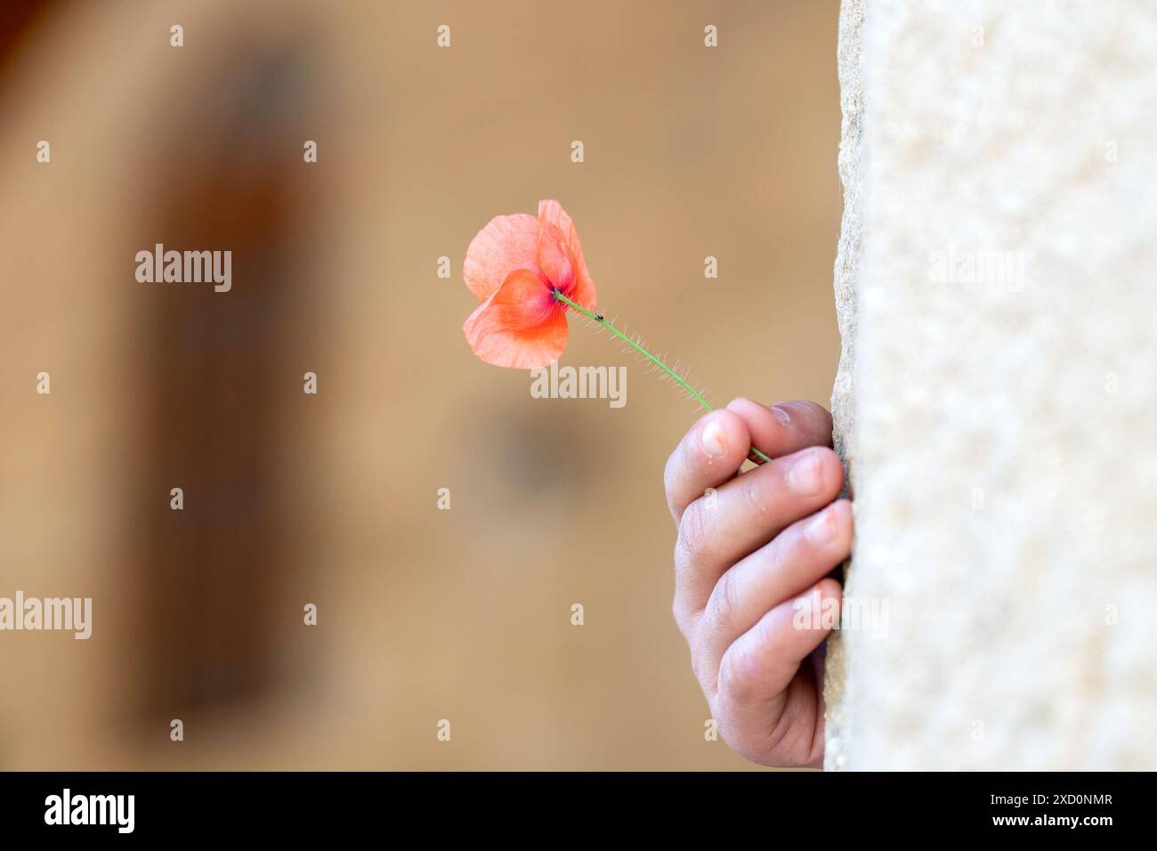 Guarisci il mondo. Un messaggio di speranza con un Fiore papavero sullo sfondo sfocato del muro di pietra. Foto Stock