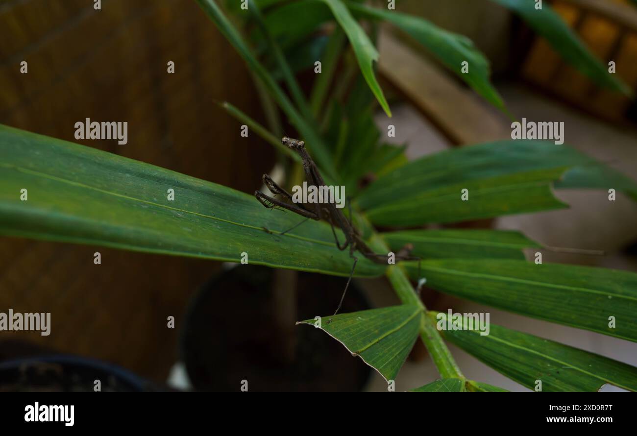 pregando mantis su una foglia di palma Foto Stock