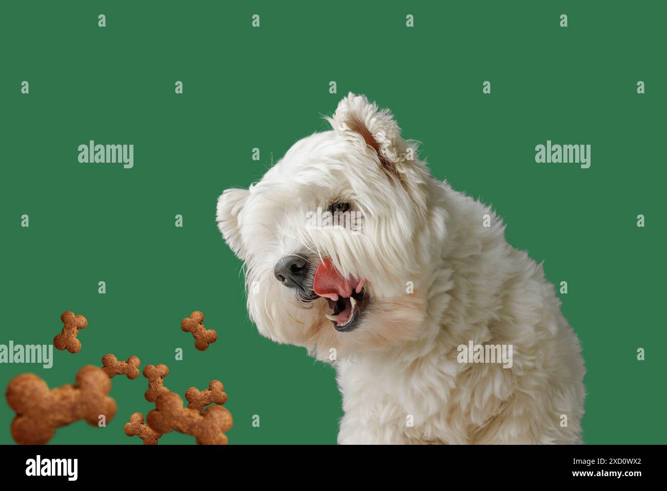 il cane felice lecca in attesa di cibo in bastoncini a forma di osso, concetto di cura degli animali, cibo sano per cani, concetto di cura degli animali Foto Stock