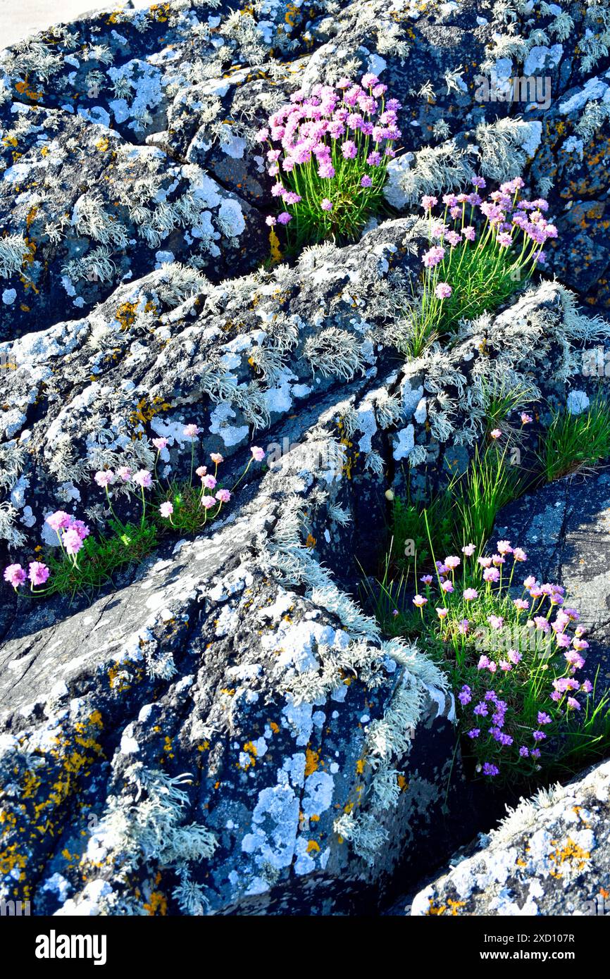 Armeria maritima, il thrift, il thrift marino o rosa marino, è una specie di pianta in fiore della famiglia Plumbaginaceae. Foto Stock