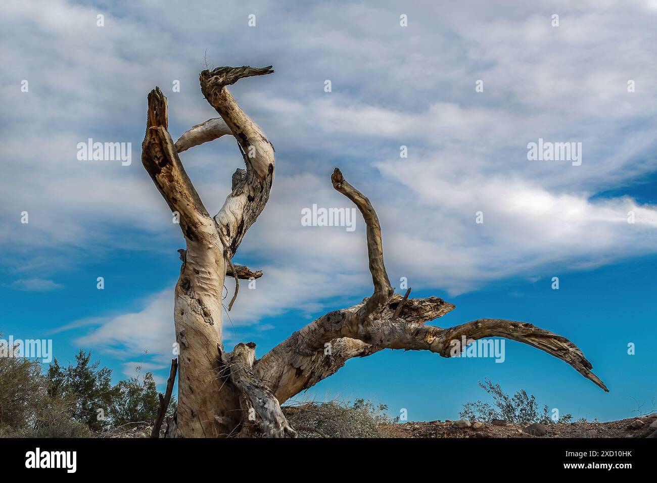 Albero morto nel sud-est della California. Rami intrecciati con sfondo di cielo blu e nuvole bianche. Foto Stock