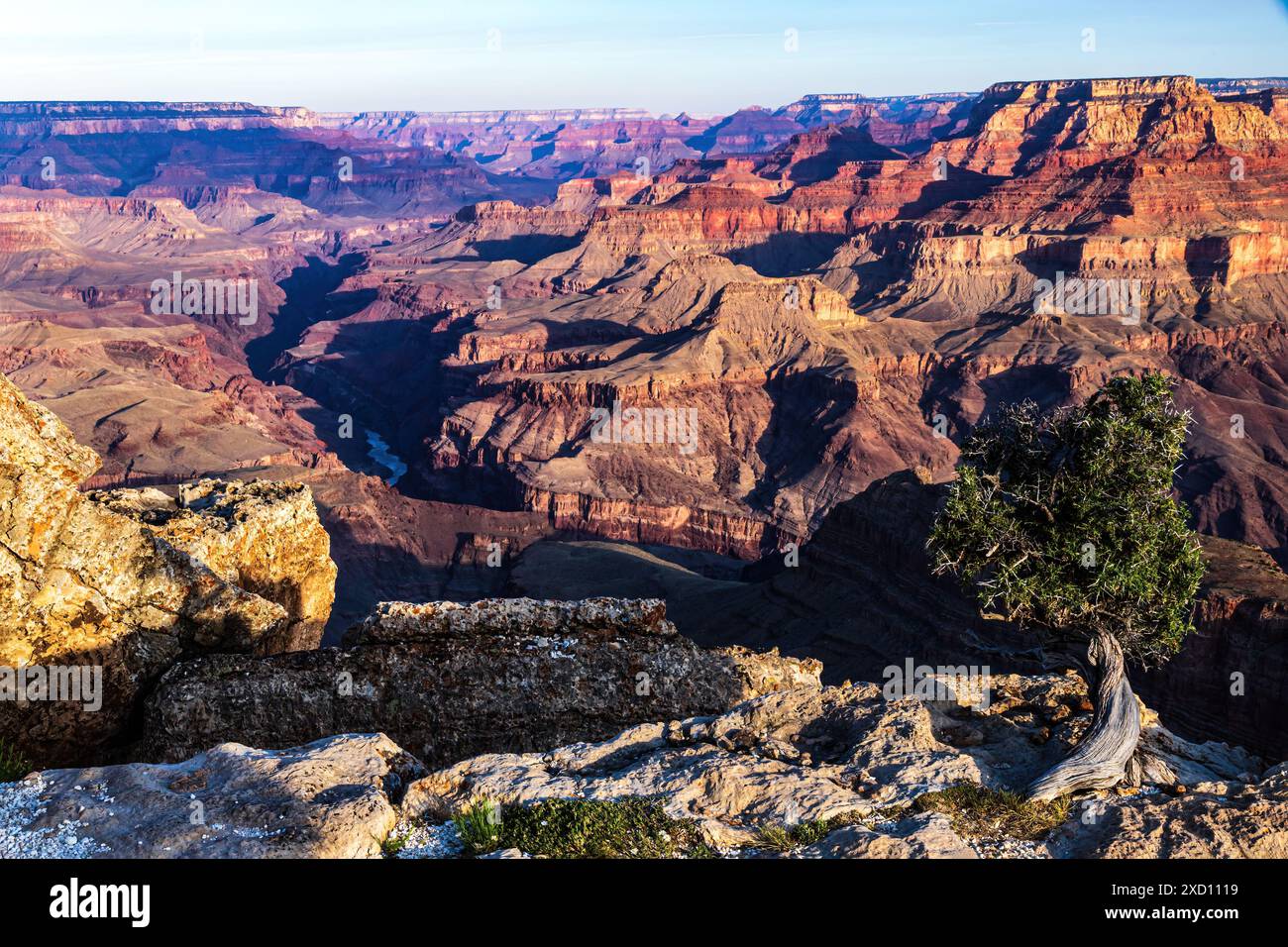 Vista mattutina, Grand Canyon. Fiume Colorado in fondo alla gola. Albero solitario sul bordo del canyon in primo piano. Foto Stock