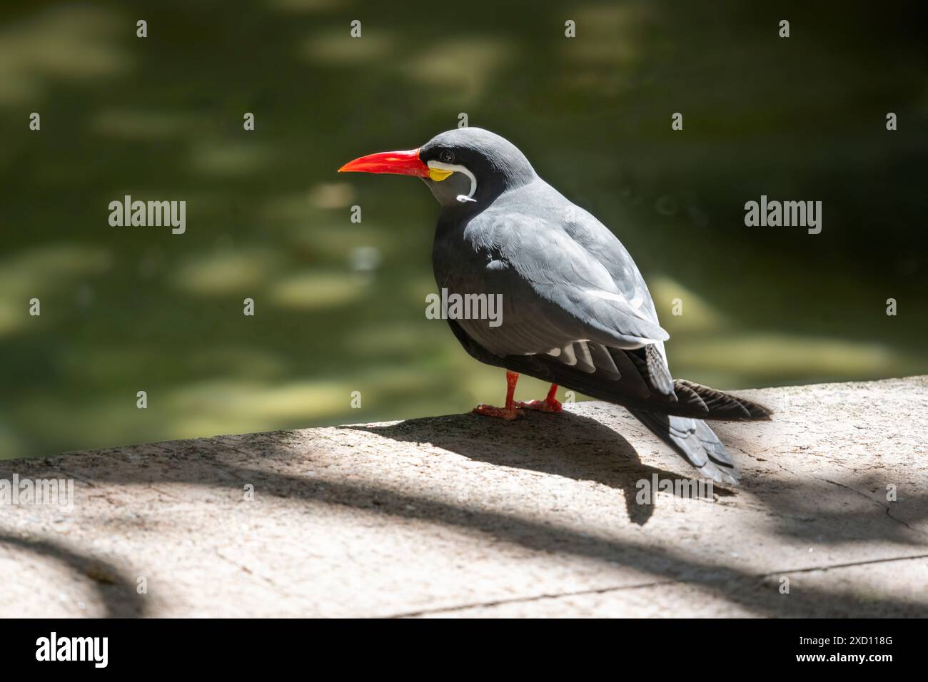 La terna inca (Larosterna inca) è un uccello della sottofamiglia Sterninae della famiglia Laridae, i gabbiani, le terns e gli skimmer. Foto Stock