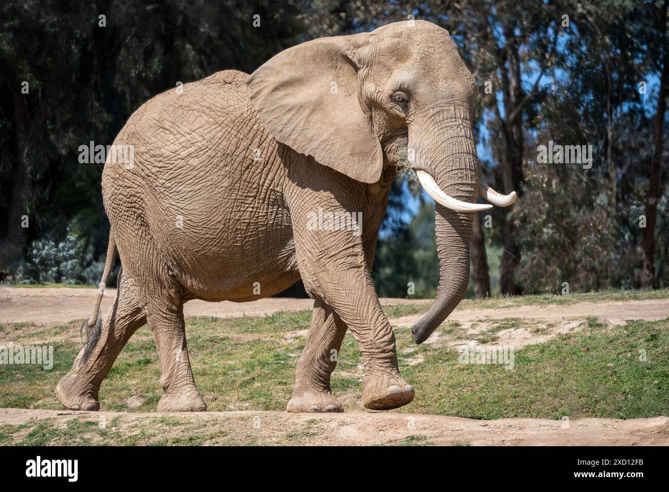 Elefante africano che cammina nella giungla Foto Stock