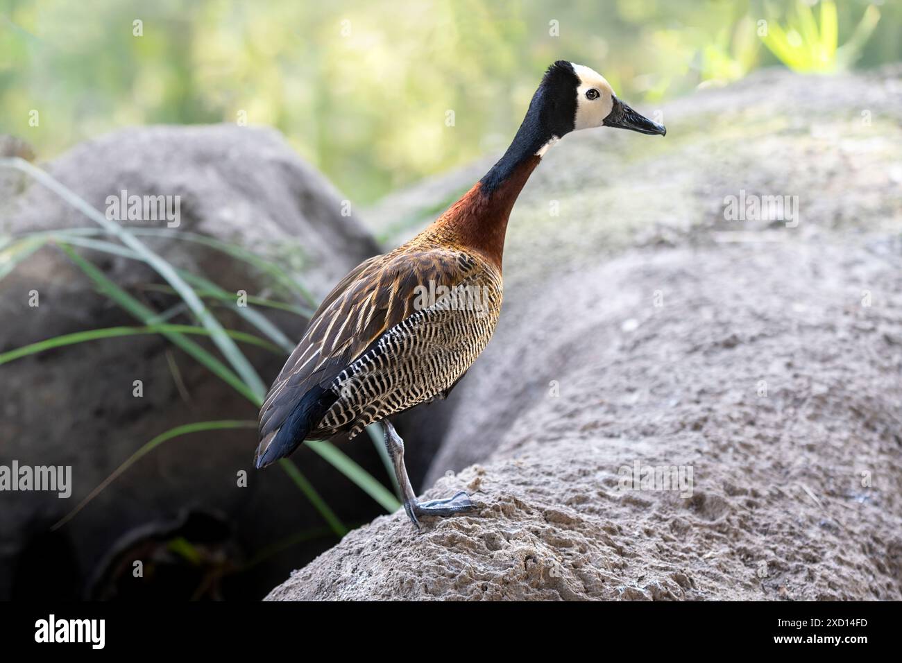 Dendrocygna viduata con la faccia bianca, in piedi su una roccia. Foto Stock