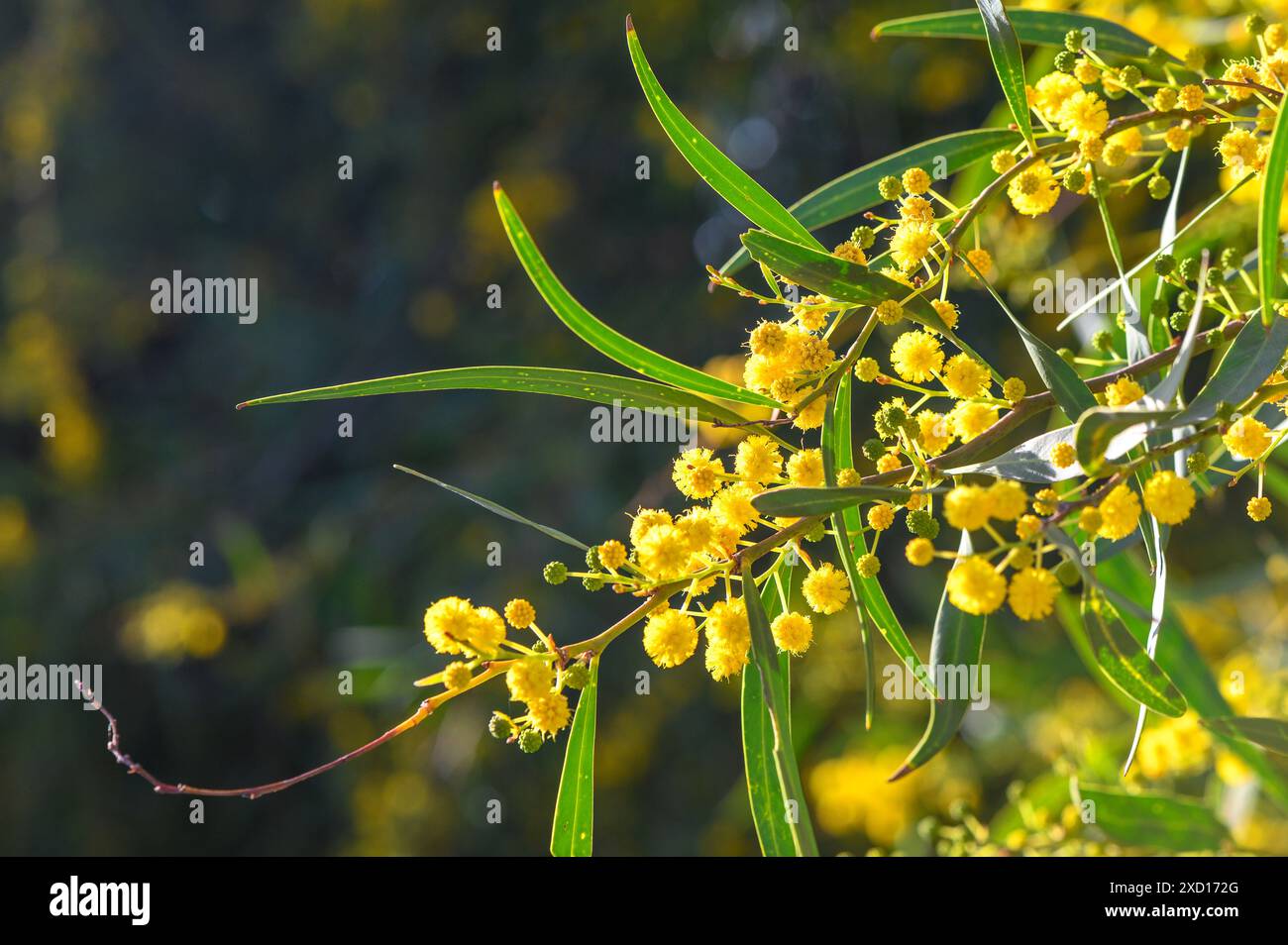 Splendidi fiori di mimosa gialli luminosi da vicino. L'albero di mimosa fiorente all'inizio della primavera ondeggia sul vento. Giorno primaverile di sole 5 Foto Stock