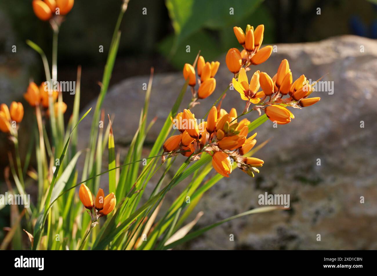 Granturco africano, Ixia maculata, Iridaceae. Provincia del Capo, Sudafrica. Foto Stock
