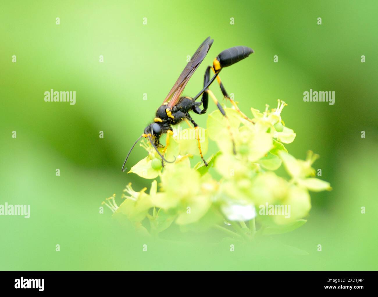 Vespa nera e gialla per fango (celifrone caementarium) Foto Stock
