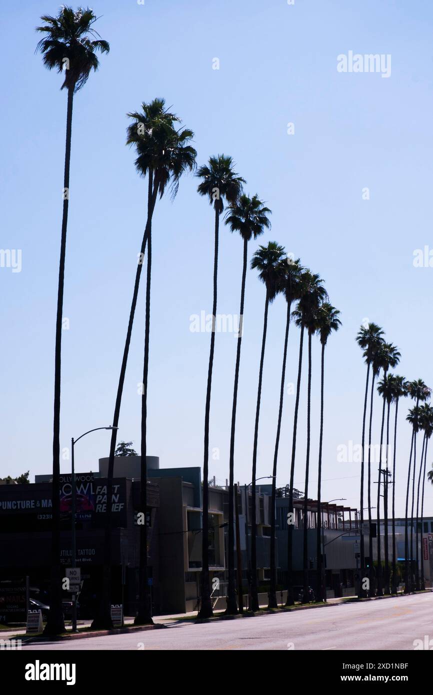 Palm Trees, Sunset Boulevard, Los Angeles, California, Stati Uniti d'America Foto Stock