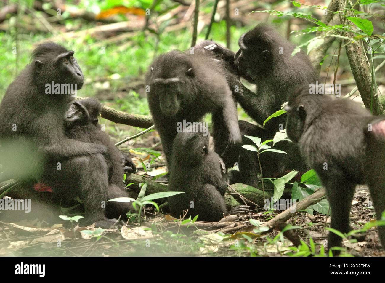 Macachi neri di Sulawesi (Macaca nigra) nella riserva naturale di Tangkoko, Sulawesi settentrionale, Indonesia. Foto Stock