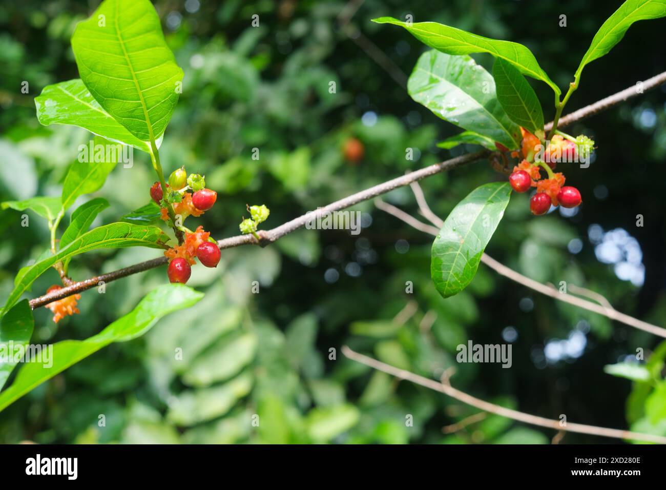 Primo piano di scandini di vite burny o Malaisia con frutti rossi brillanti trovati a Batangas, Filippine. Foto Stock