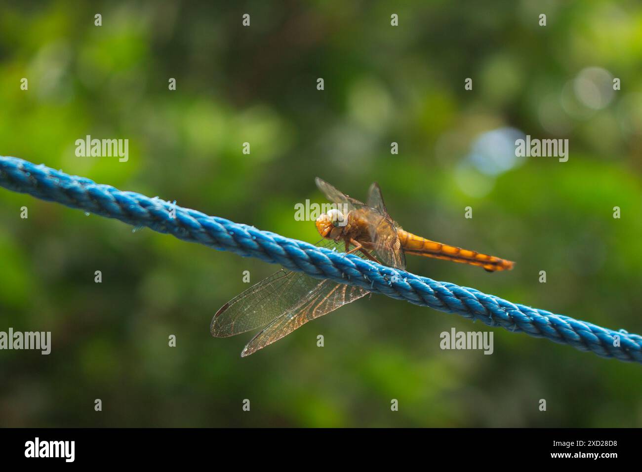Dragonfly siede su una corda blu. Foto Stock