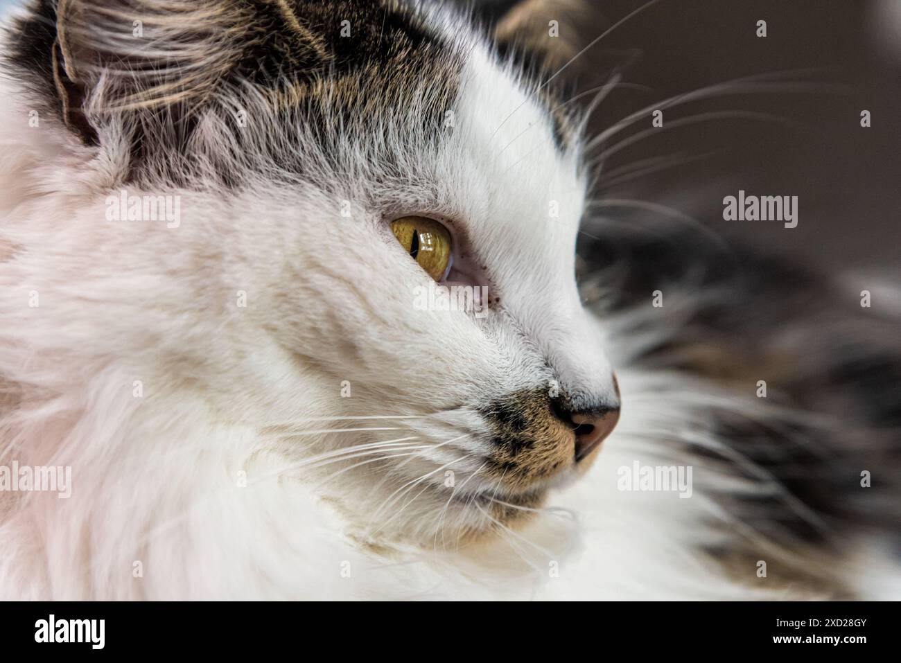 Primo piano di una faccia bianca, marrone e nera di gatti con occhi arancioni e gialli. Baffi, orecchie che si mostrano. Foto Stock