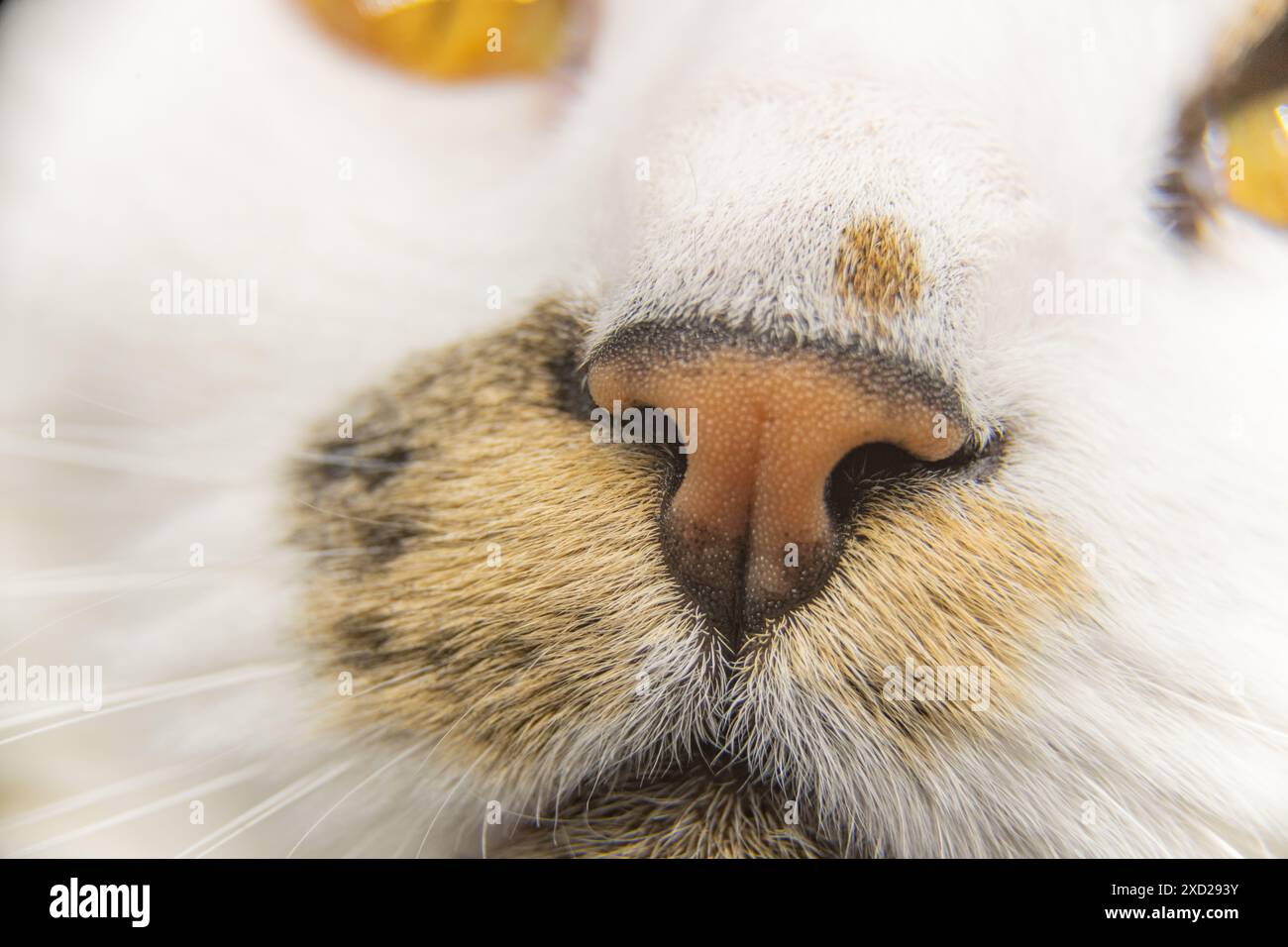 Primo piano, foto dettagliata di gatti, occhio felino con occhi arancioni e pupille piccole. Bellissimo animale colorato con pelliccia bianca e marrone, viso. Foto Stock