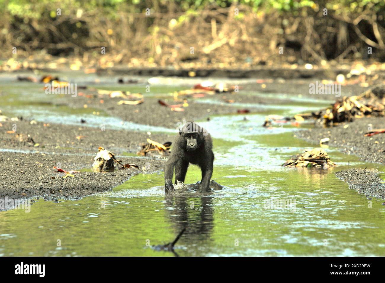 Un macaco Sulawesi crestato nero (Macaca nigra) si sta alimentando su un ruscello vicino a una spiaggia nella foresta di Tangkoko, Sulawesi settentrionale, Indonesia. Foto Stock