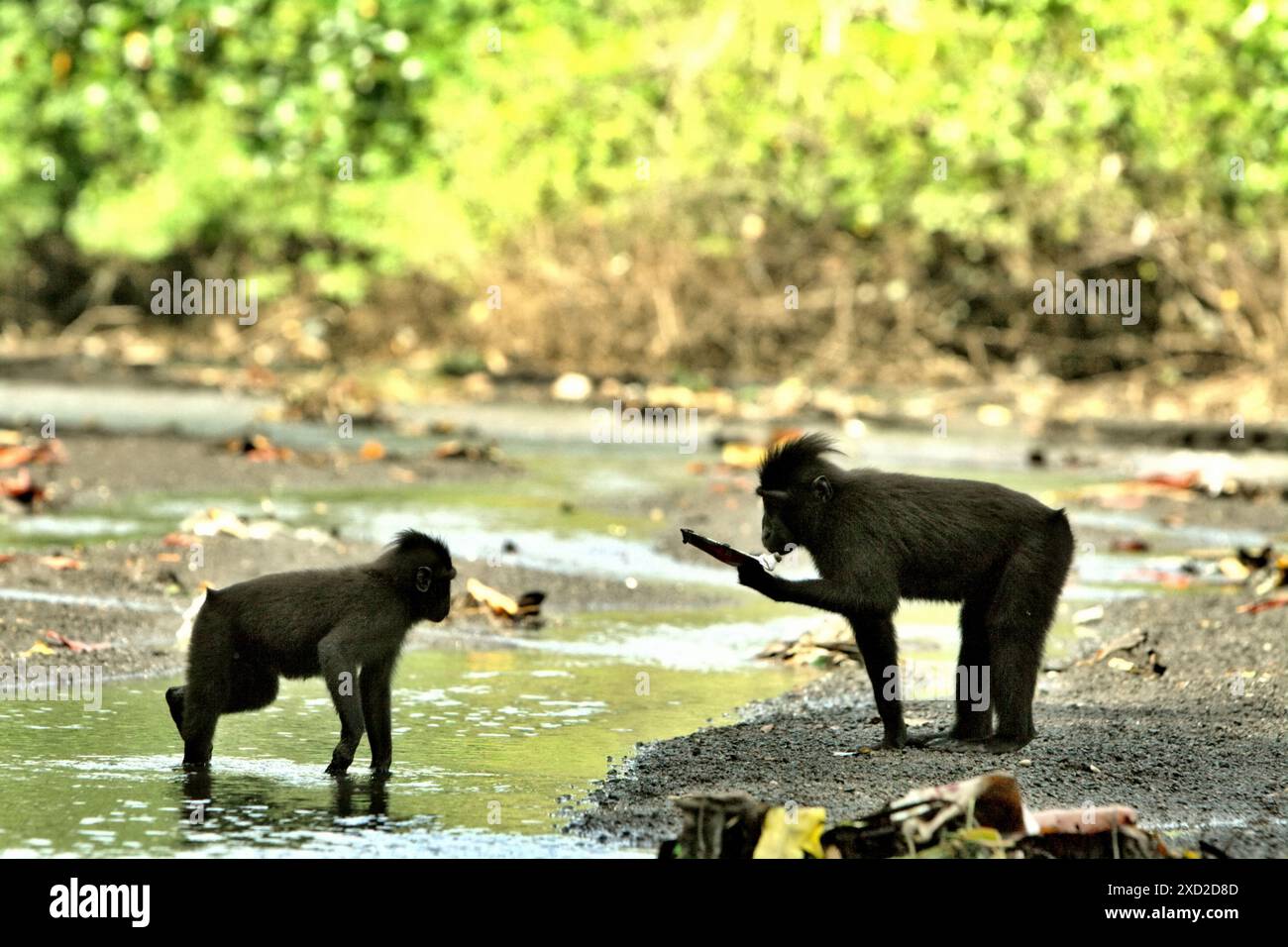Un macaco crestato nero (Macaca nigra) contiene un tubo di dentifricio trovato su un ruscello vicino a una spiaggia nella riserva naturale di Tangkoko, Indonesia. Foto Stock