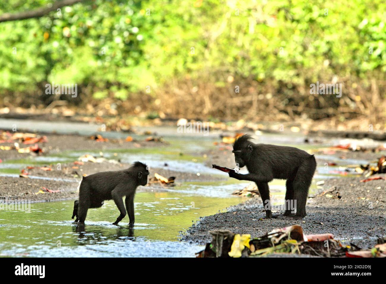 Un macaco crestato nero (Macaca nigra) contiene un tubo di dentifricio trovato su un ruscello vicino a una spiaggia nella riserva naturale di Tangkoko, Indonesia. Foto Stock