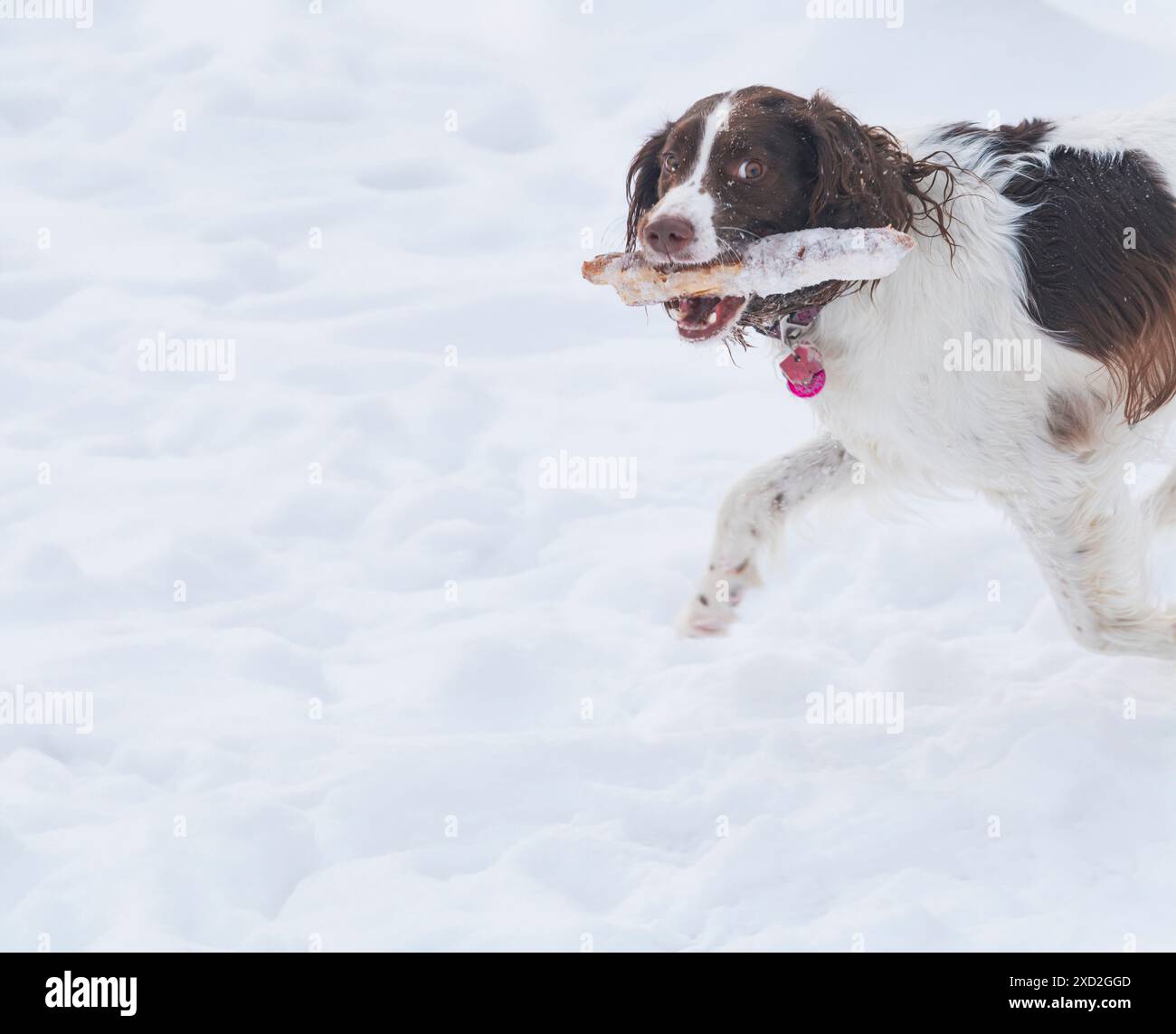 Giovane ed energico Springer Spaniel gioca con un bastone sulla neve. Foto Stock
