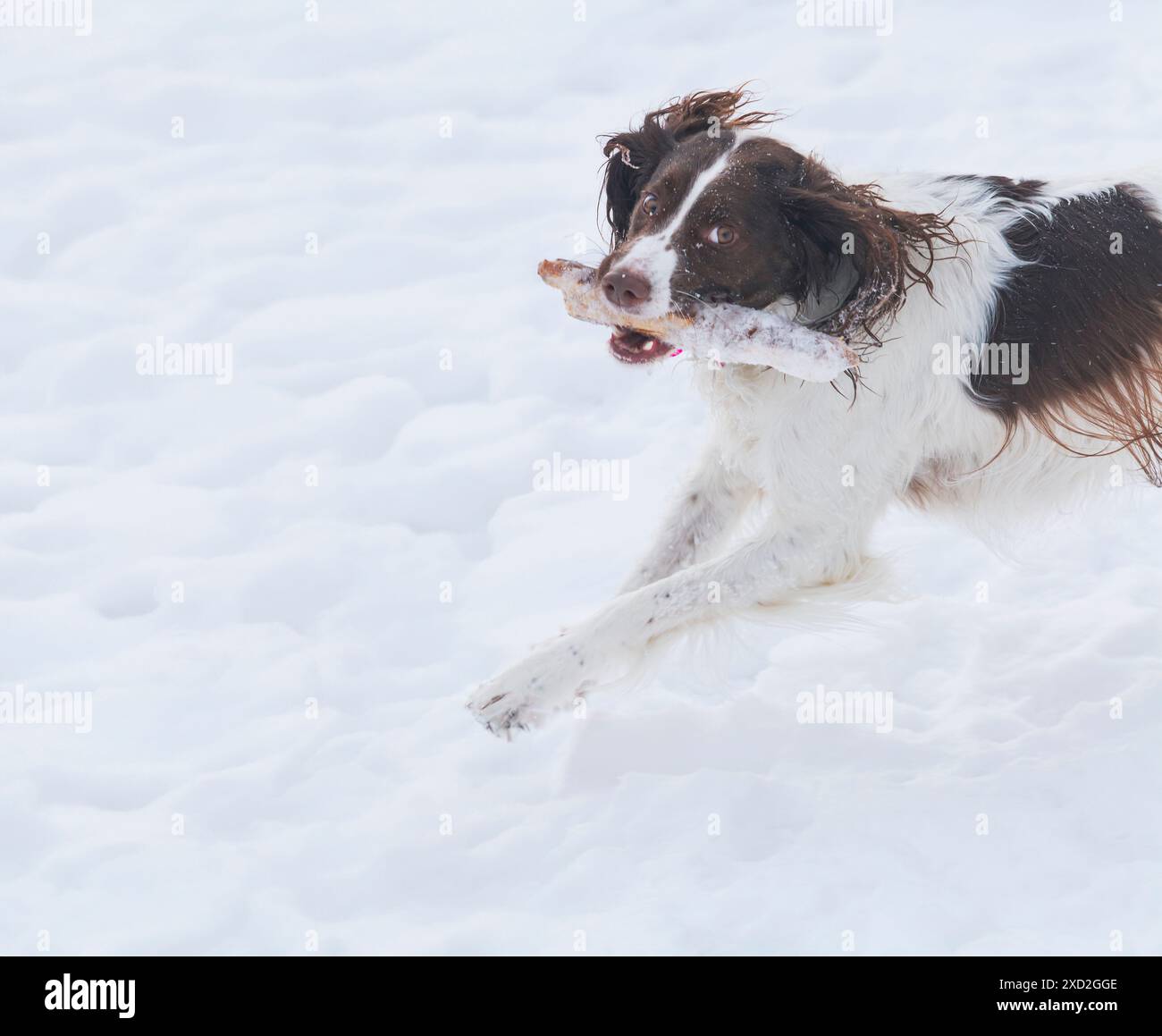 Giovane ed energico Springer Spaniel gioca con un bastone sulla neve. Foto Stock