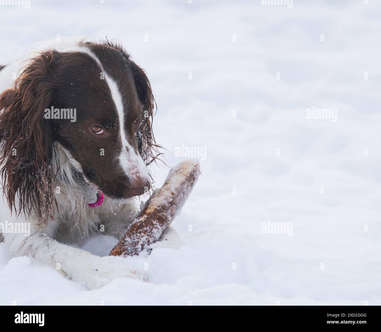 Giovane ed energico Springer Spaniel gioca con un bastone sulla neve. Foto Stock