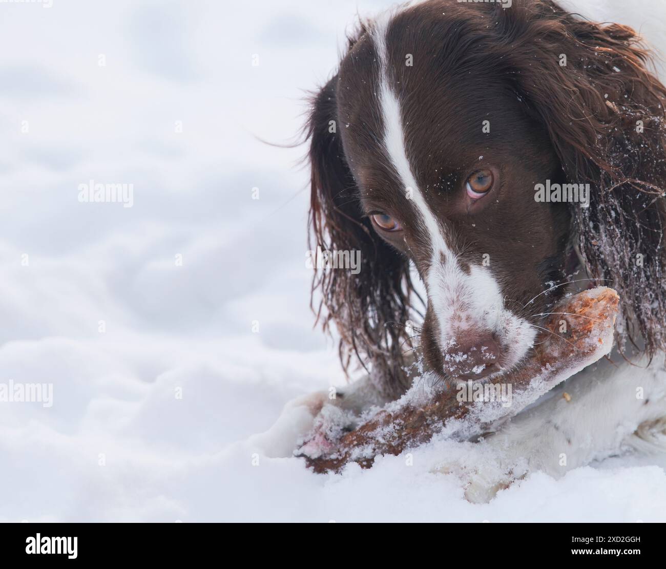 Giovane ed energico Springer Spaniel gioca con un bastone sulla neve. Foto Stock