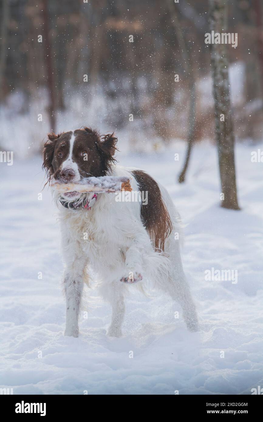 Giovane ed energico Springer Spaniel gioca con un bastone sulla neve. Foto Stock