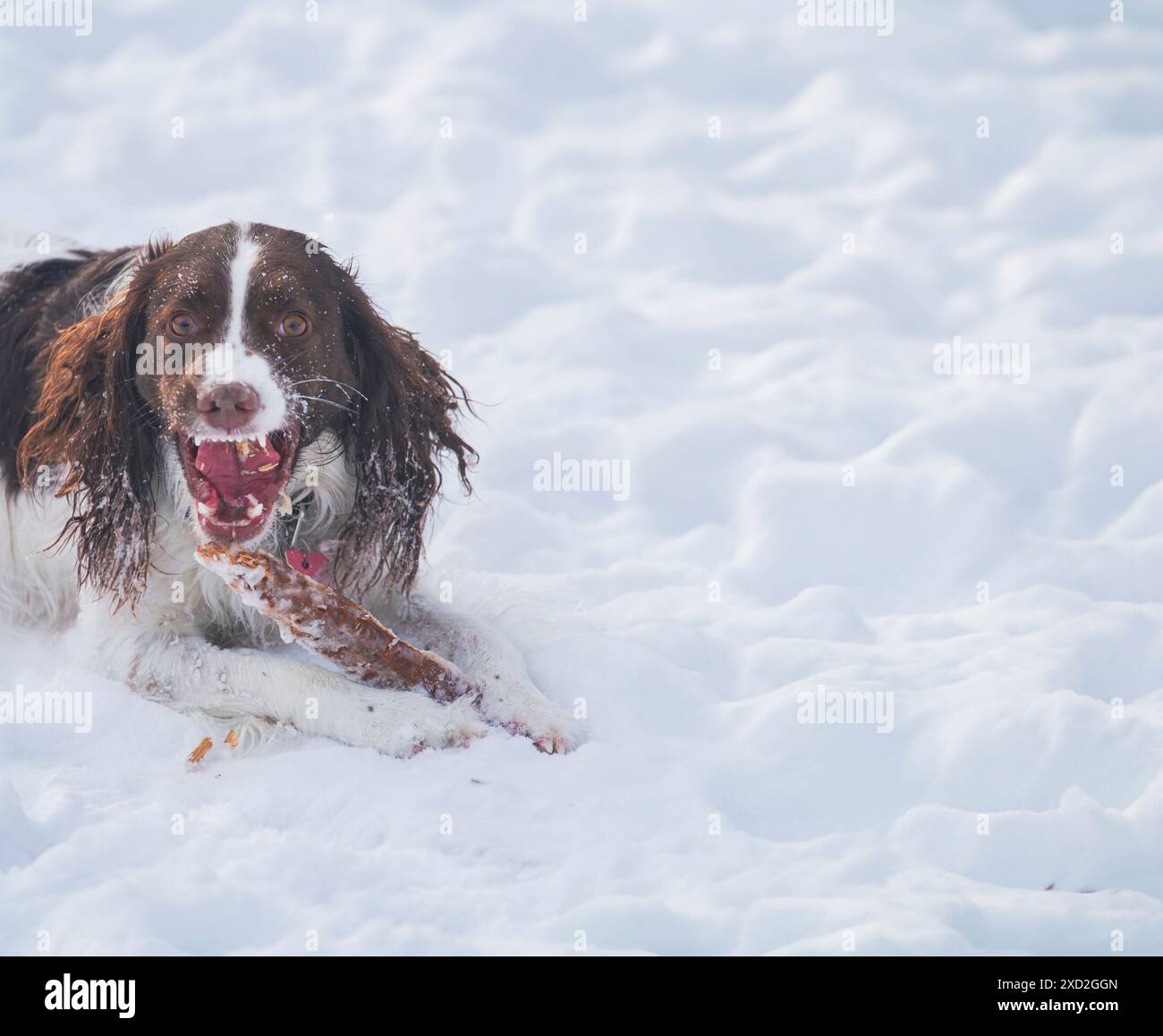 Giovane ed energico Springer Spaniel gioca con un bastone sulla neve. Foto Stock