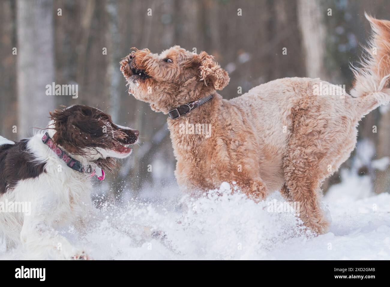 Happy Golden Doodle gioca con uno spaniel in un campo innevato. Foto Stock