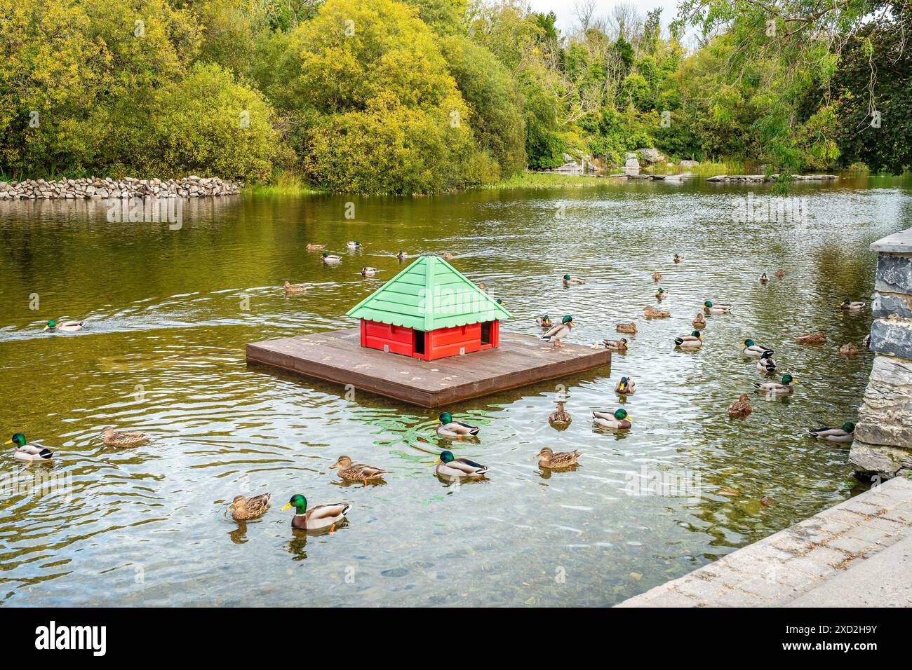 Anatre che nuotano intorno a una casa nello stagno di anatre. Cong, Contea di Mayo, irlanda Foto Stock