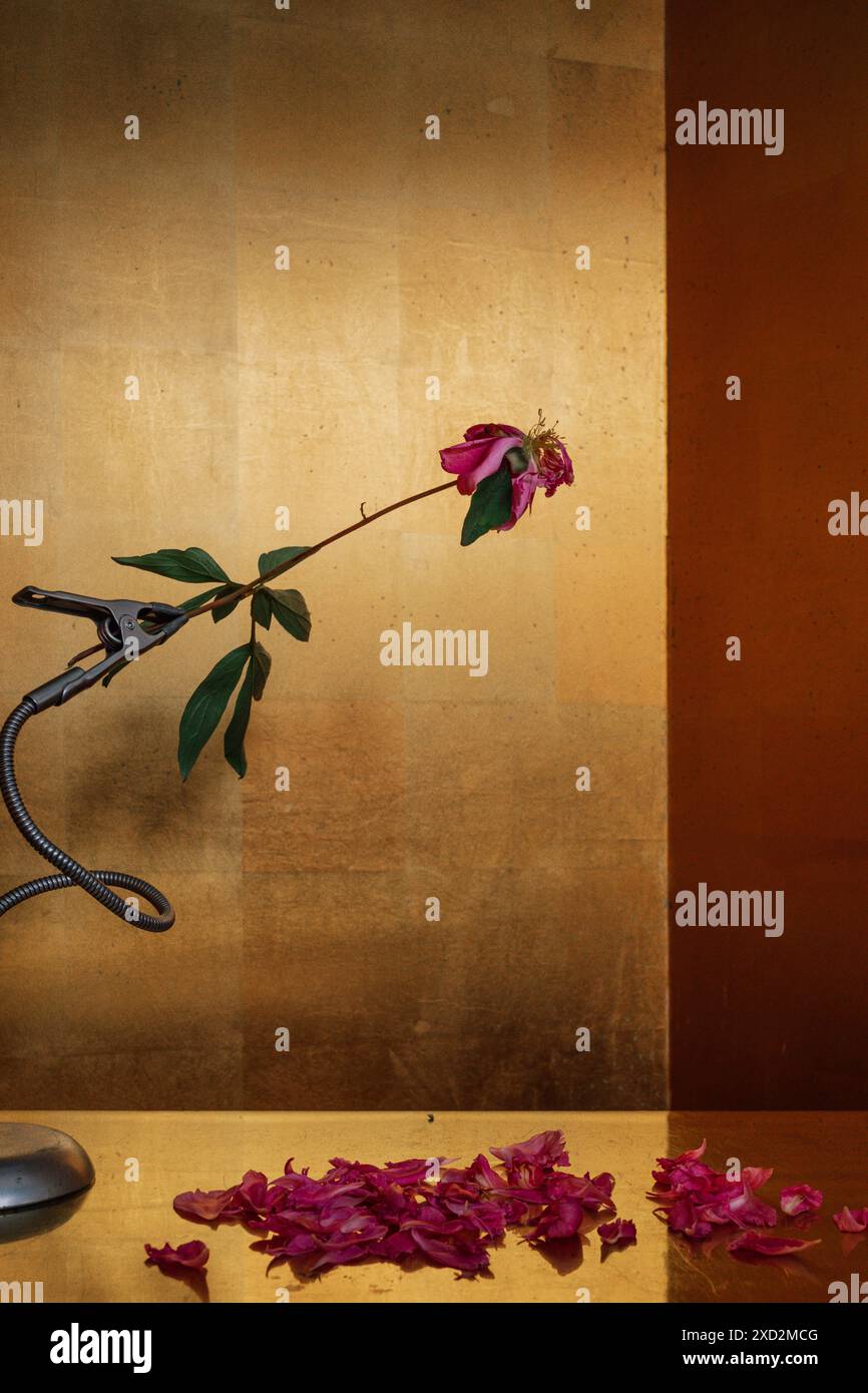 natura morta con fiori di peonia e petali caduti sullo sfondo dorato Foto Stock