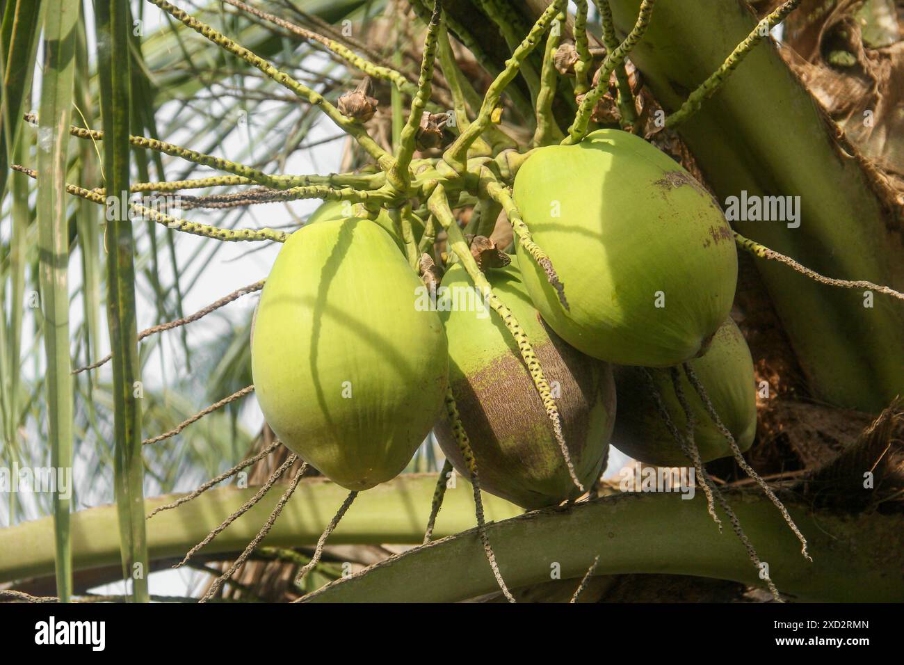 Noci di cocco verdi fresche che si trovano ancora sull'albero di cocco e sono pronte per essere raccolte per preparare bevande fresche Foto Stock