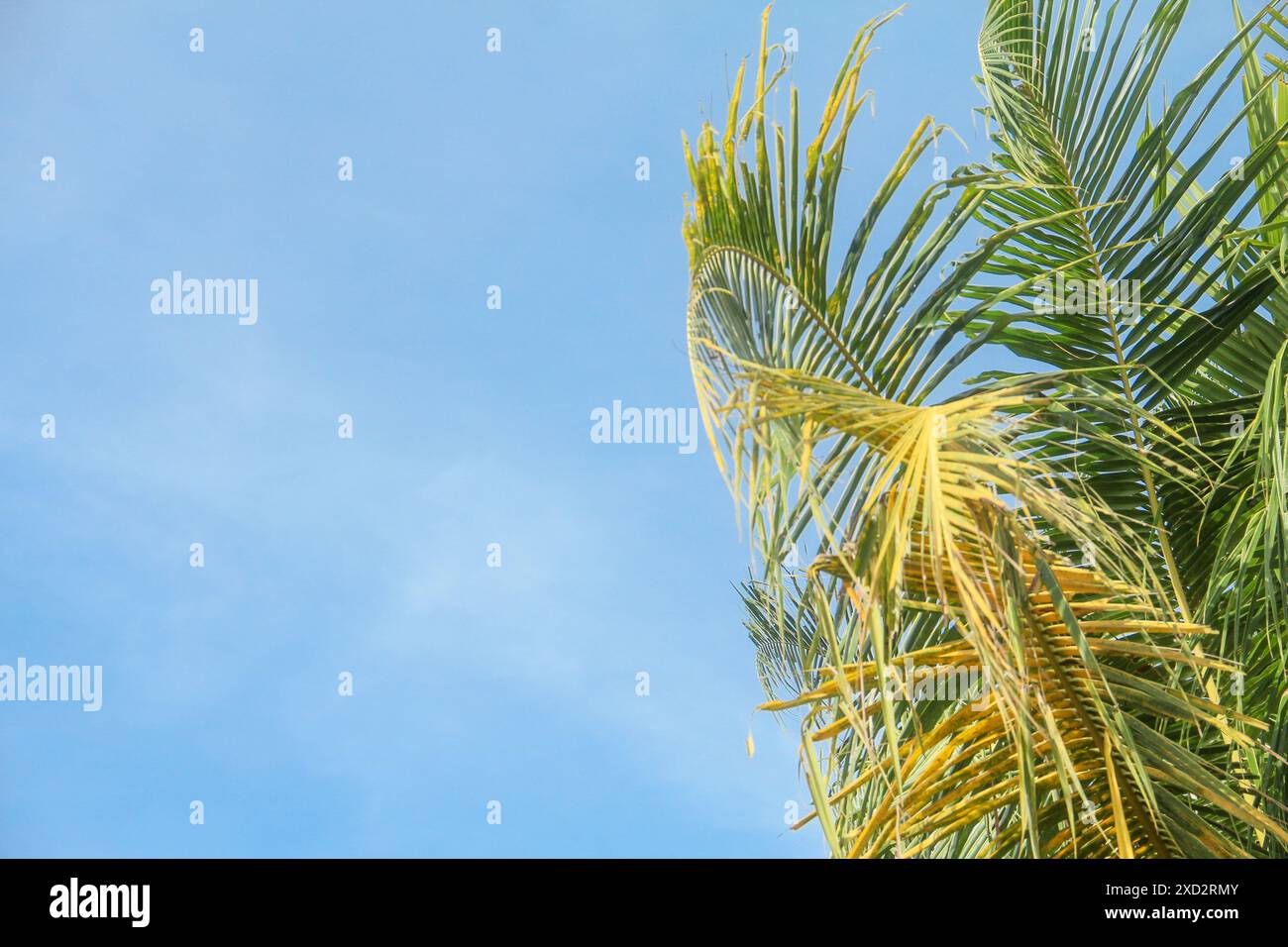 Noci di cocco verdi fresche che si trovano ancora sull'albero di cocco e sono pronte per essere raccolte per preparare bevande fresche Foto Stock
