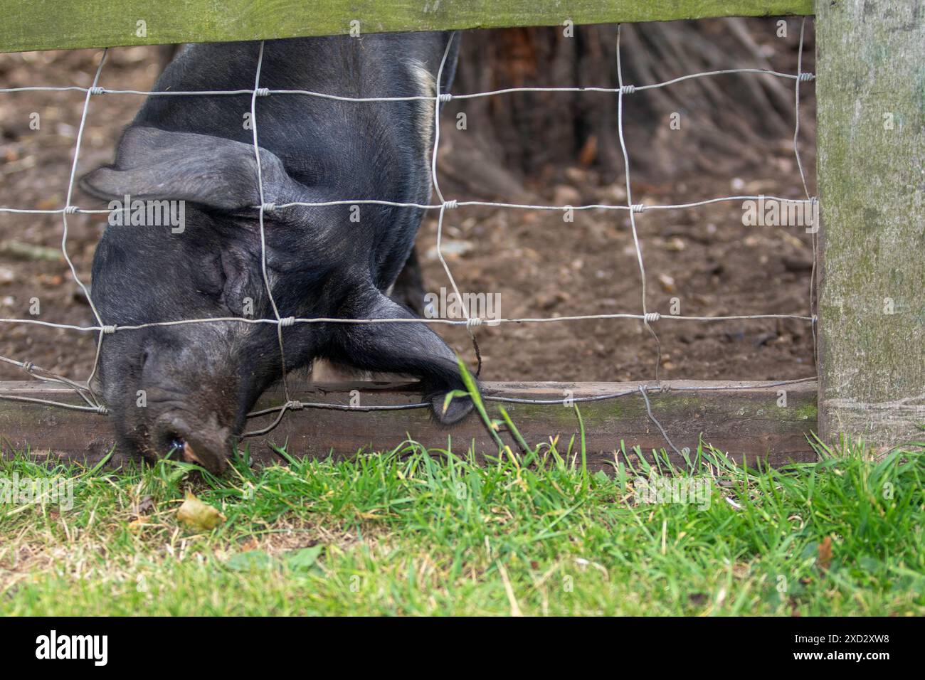 Grande maiale nero all'Easton Farm Park Suffolk cercando di mangiare qualcosa. La razza con orecchie lunghe è indicata come in via di estinzione. Foto Stock