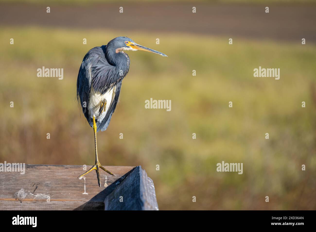 Il giovane Heron tricolore (Egretta tricolor) si trova su un binario di guardia che si affaccia su una palude erbosa. Foto Stock