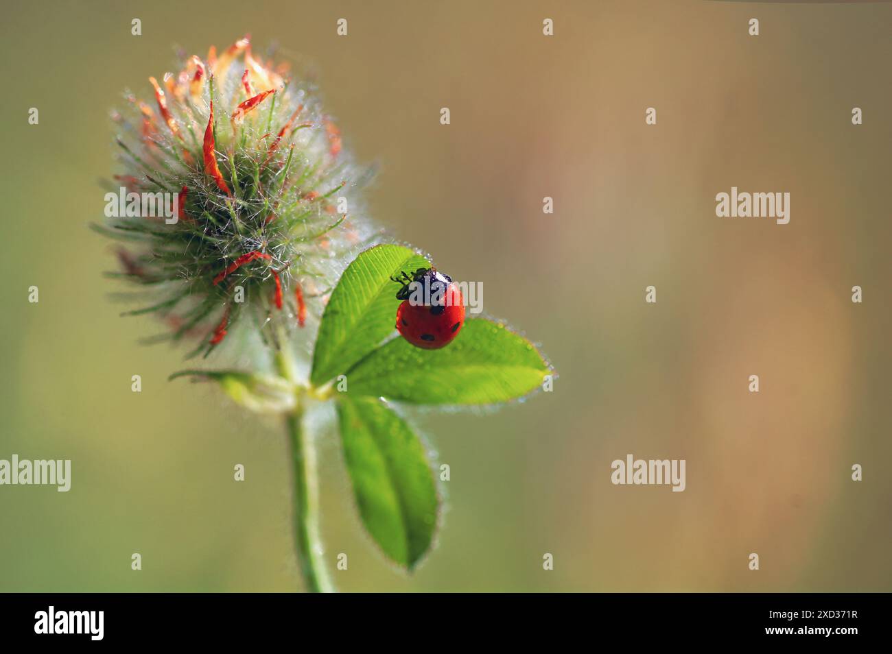 Primo piano coccinello sul fiore estivo Foto Stock