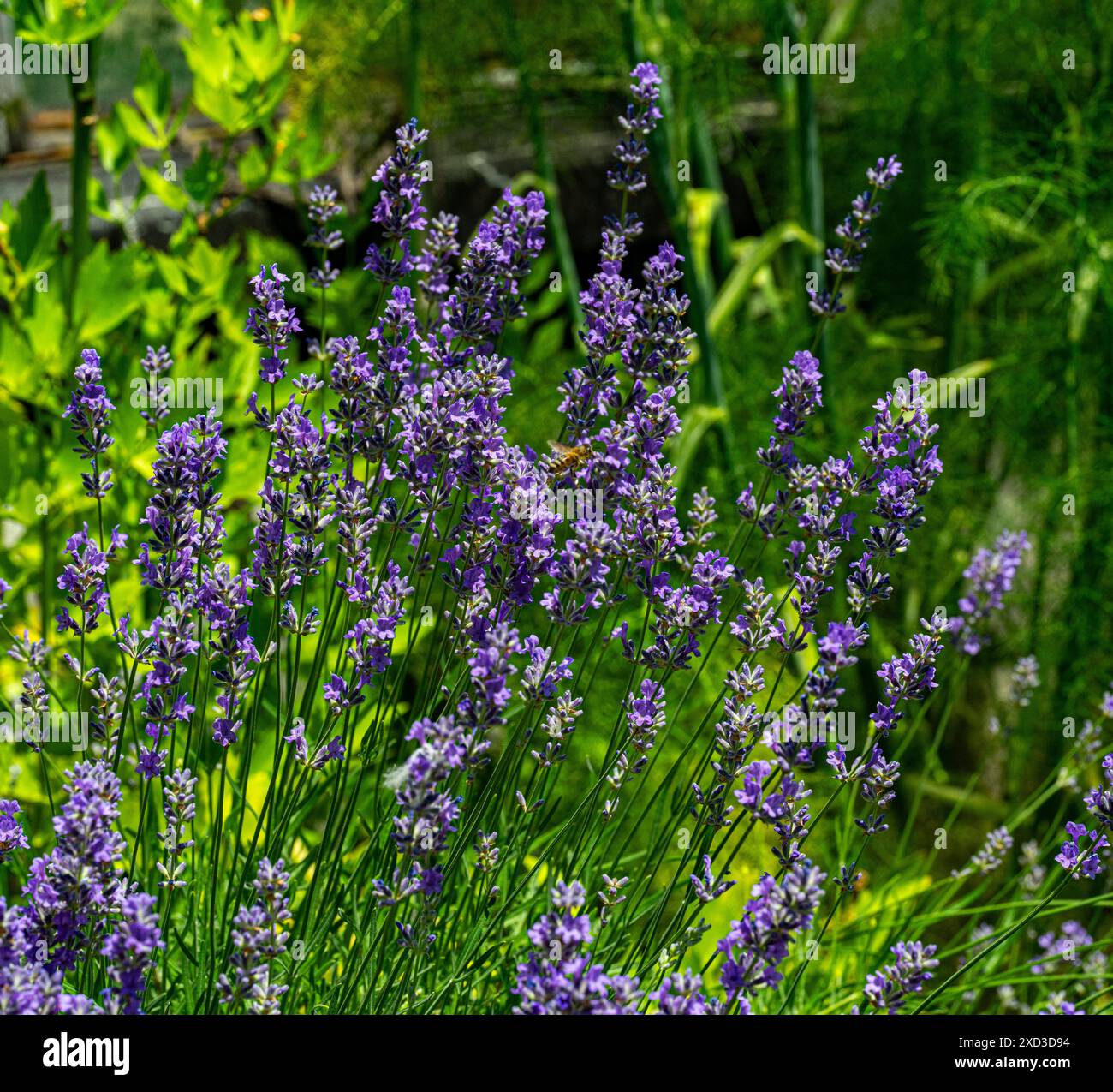 Lavandula angustifolia (lavanda comune, vera lavanda, lavanda giardino) fiorente in giardino Foto Stock