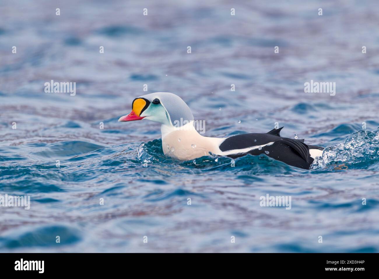 Re Eider (Somateria spectabilis) nuota in un porto con edifici riflessi che creano motivi colorati sull'acqua. Norvegia d'inverno. Foto Stock