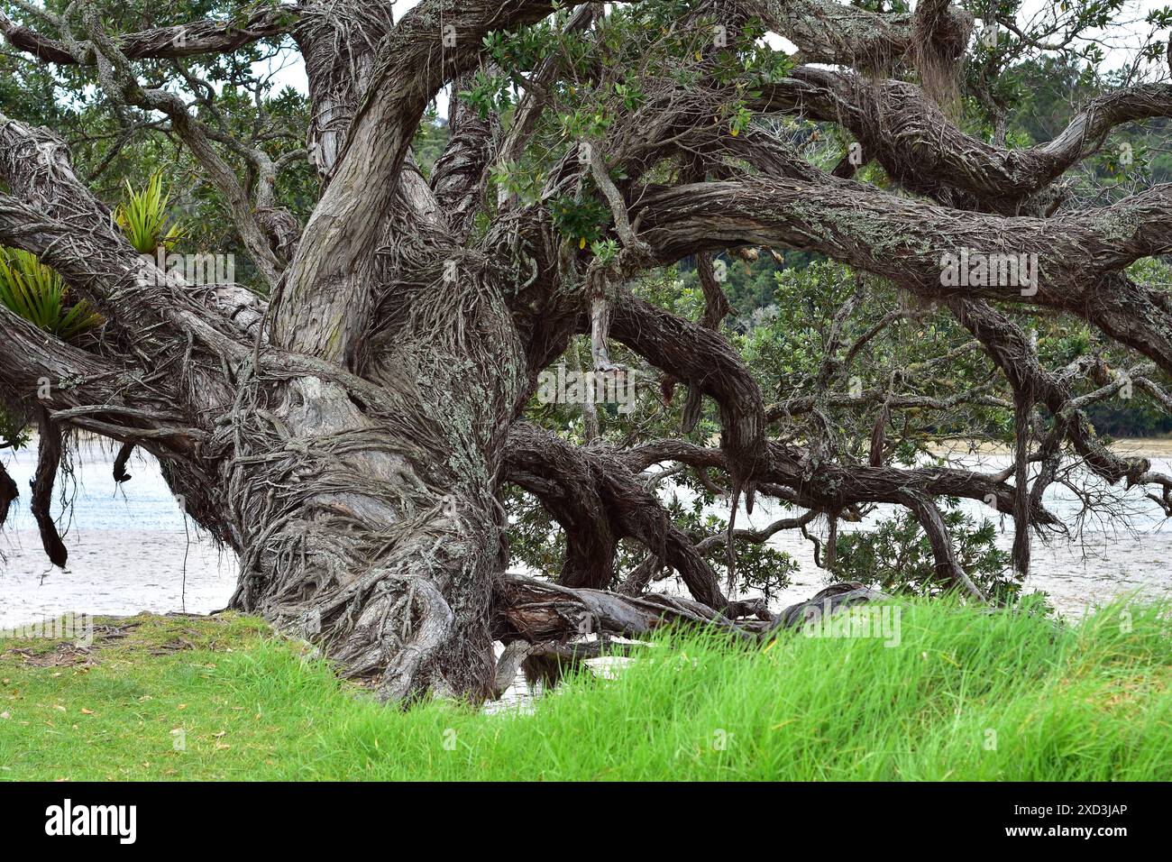 Vecchio e massiccio albero di pohutukawa con tronco curvato e rami appoggiati sull'estuario. Ubicazione: Auckland nuova Zelanda Foto Stock