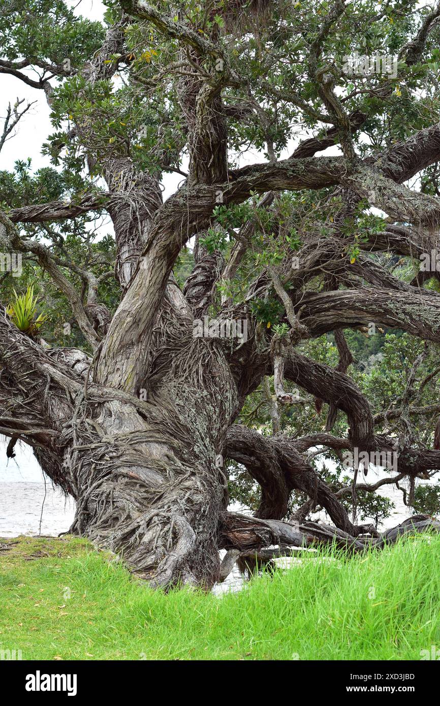 Vecchio albero pohutukawa con tronco curvato e rami appoggiati sull'estuario. Ubicazione: Auckland nuova Zelanda Foto Stock
