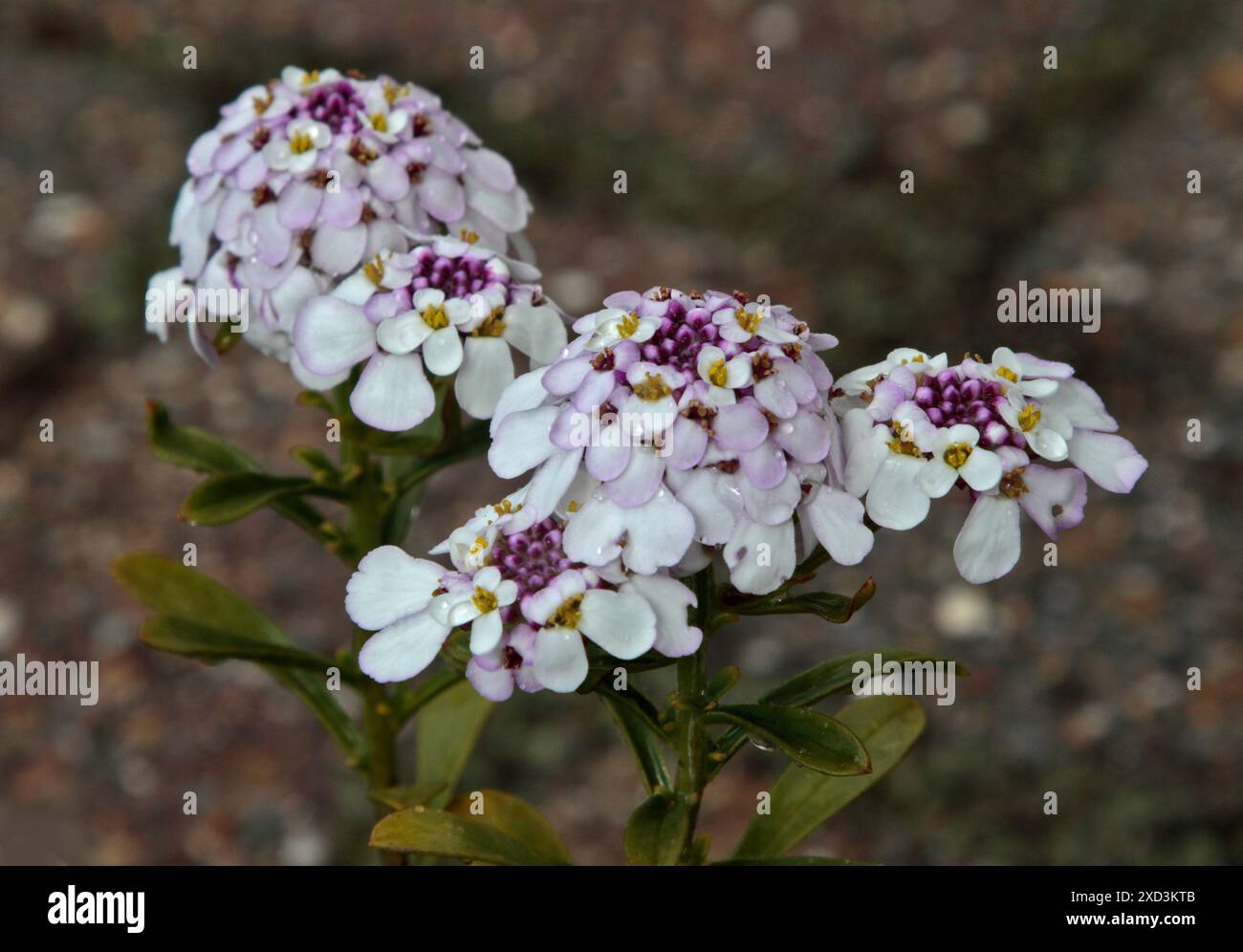 Iberis Pink Ice Foto Stock