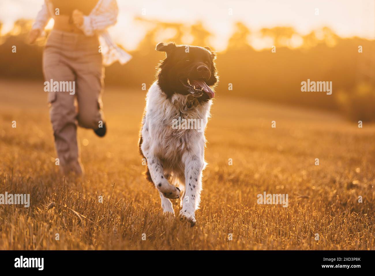 Vista frontale del cane che corre con la ragazza attraverso il campo al tramonto. Felice cane da montagna ceco con il proprietario di un animale. Foto Stock