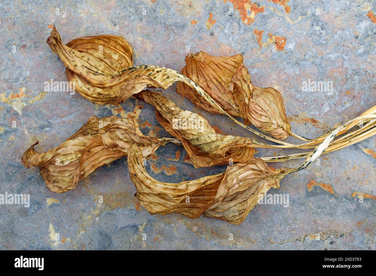 Botanica, foglie essiccate di hosta in autunno su fondo di marmo., DIRITTI AGGIUNTIVI-CLEARANCE-INFO-NON-DISPONIBILI Foto Stock