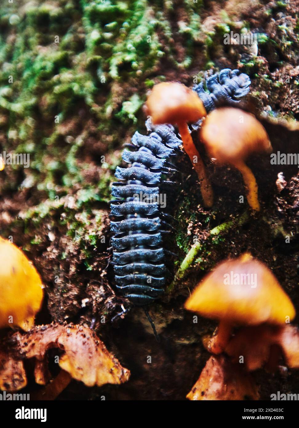 Millipede (Polydesmida), riserva naturale di Cuyabeno, foresta pluviale amazzonica, Ecuador, Sud America Foto Stock
