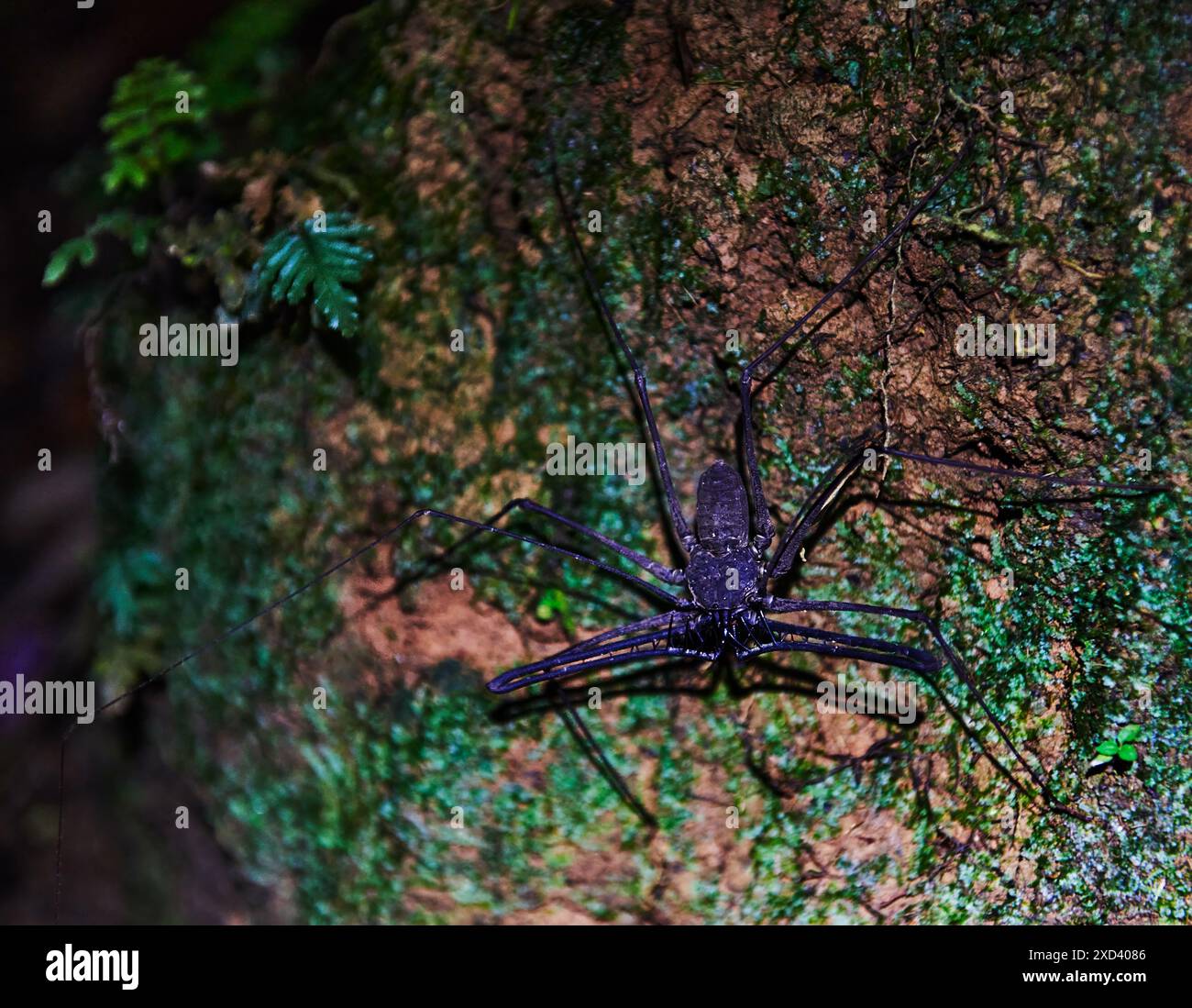 Frusta ragno (Phrynidae) o Phrynus operculatus di notte nella riserva naturale di Cuyabeno, nella foresta pluviale amazzonica, Ecuador, Sud America Foto Stock